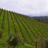 Stellenbosch-Vineyards