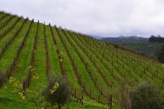 Stellenbosch-Vineyards